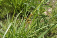 Plant Illustration Details