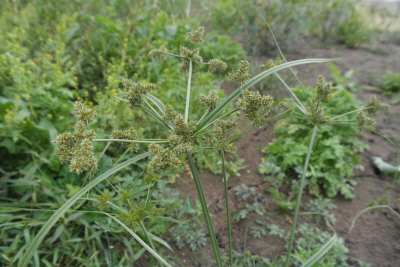 Cyperus exaltatus Retz. var. iwasakii (Makino) T.Koyama