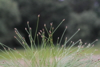 Plant Illustration Details