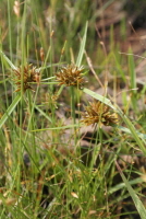 Plant Illustration Details