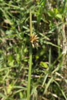 Plant Illustration Details