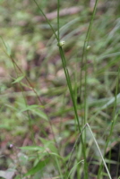 Plant Illustration Details