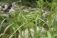 Plant Illustration Details