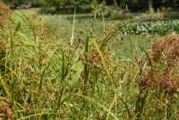 Plant Illustration Details