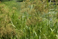 Plant Illustration Details