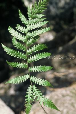 Plant Illustration Details