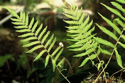 Plant Illustration Details