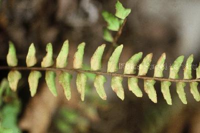 Plant Illustration Details