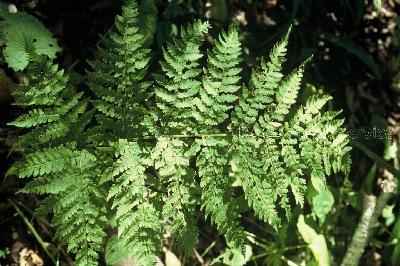 Plant Illustration Details