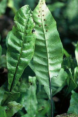 Plant Illustration Details