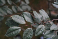 Plant Illustration Details