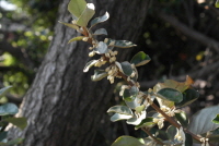 Plant Illustration Details