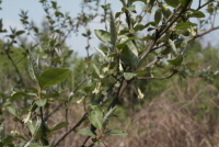 Plant Illustration Details