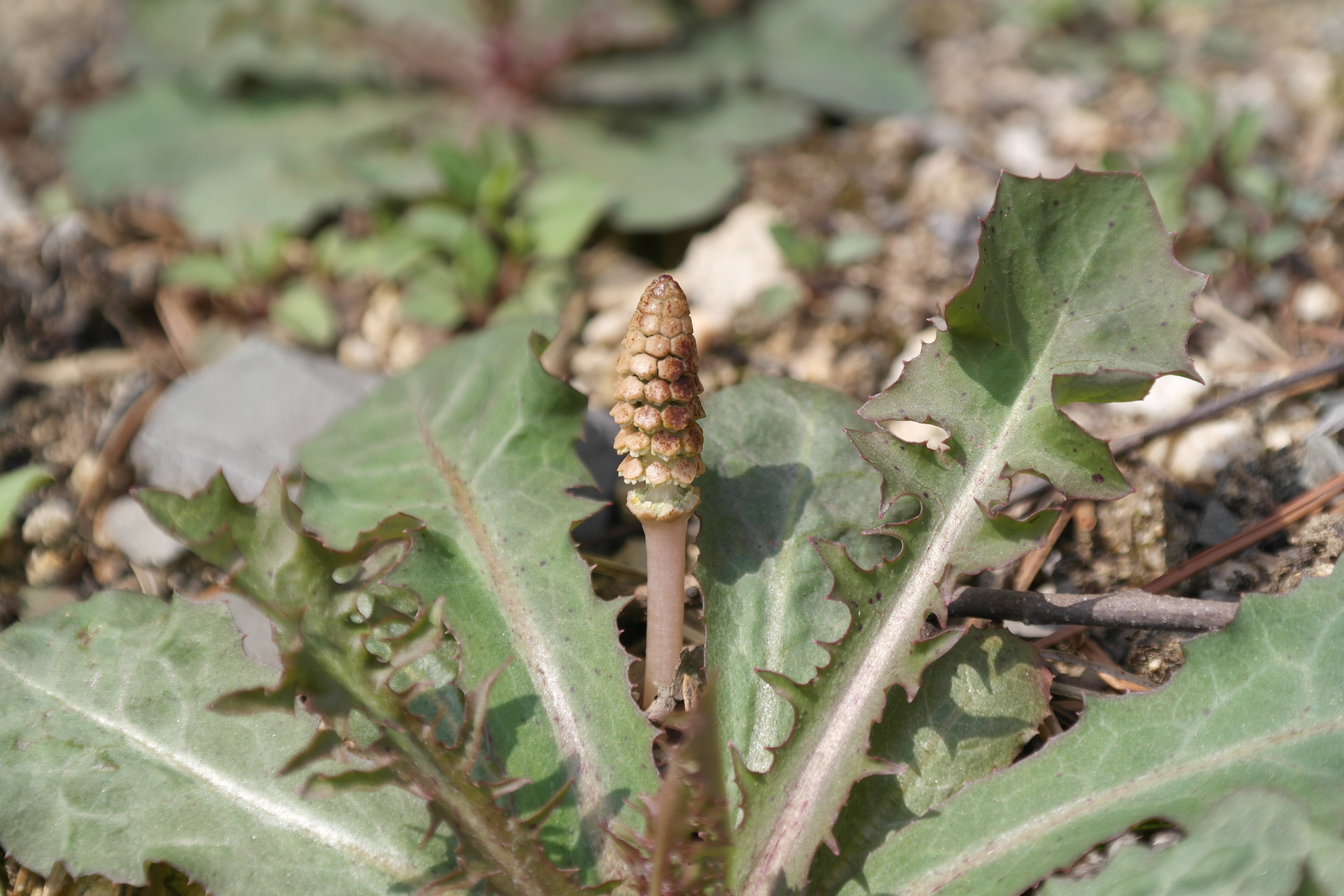 Equisetum arvense L.