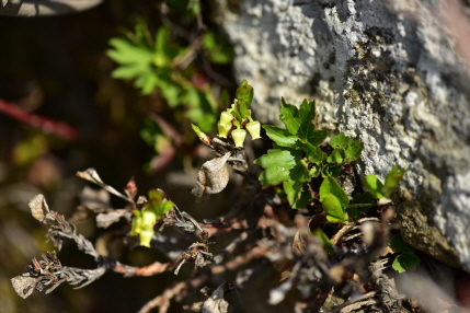 Plant Illustration Details