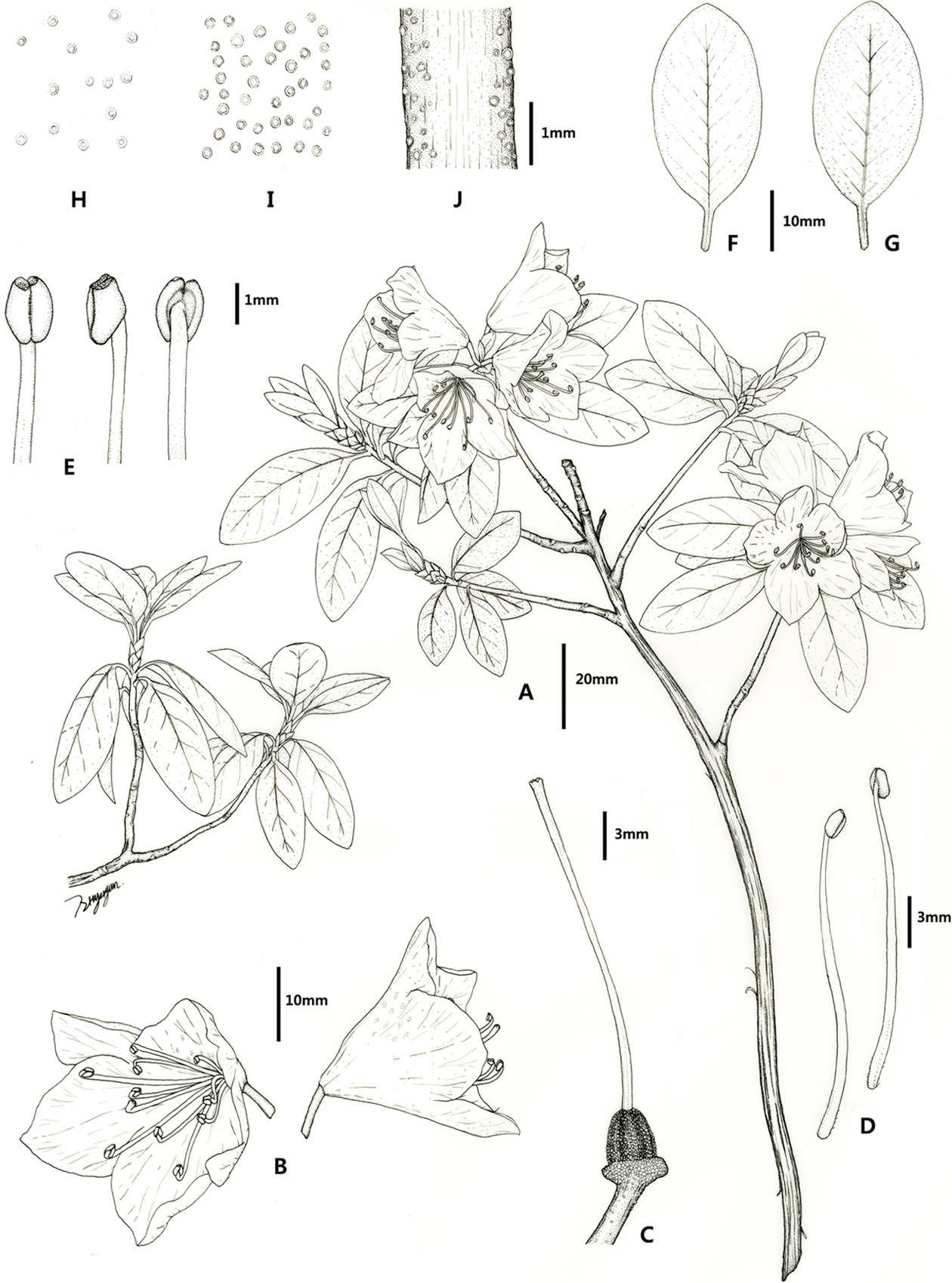 Plant Illustration Details