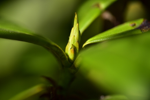 Plant Illustration Details