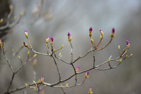 진달래(Rhododendron mucronulatum Turcz.)