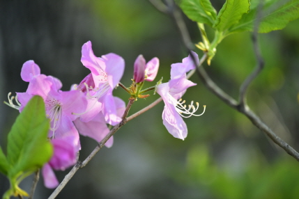 철쭉(Rhododendron schlippenbachii Maxim.)