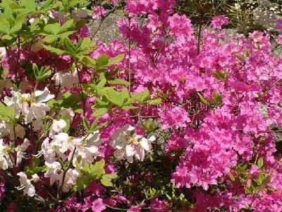 산철쭉(Rhododendron yedoense Maxim. f. poukhanense (H.Lév.) Sugim. ex T.Yamaz.)