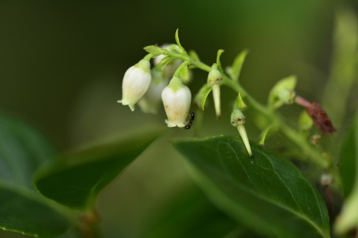 모새나무(Vaccinium bracteatum Thunb.)