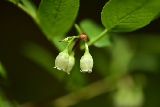 산앵도나무(Vaccinium hirtum Thunb. var. koreanum (Nakai) Kitam.)