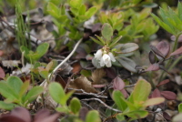 Plant Illustration Details