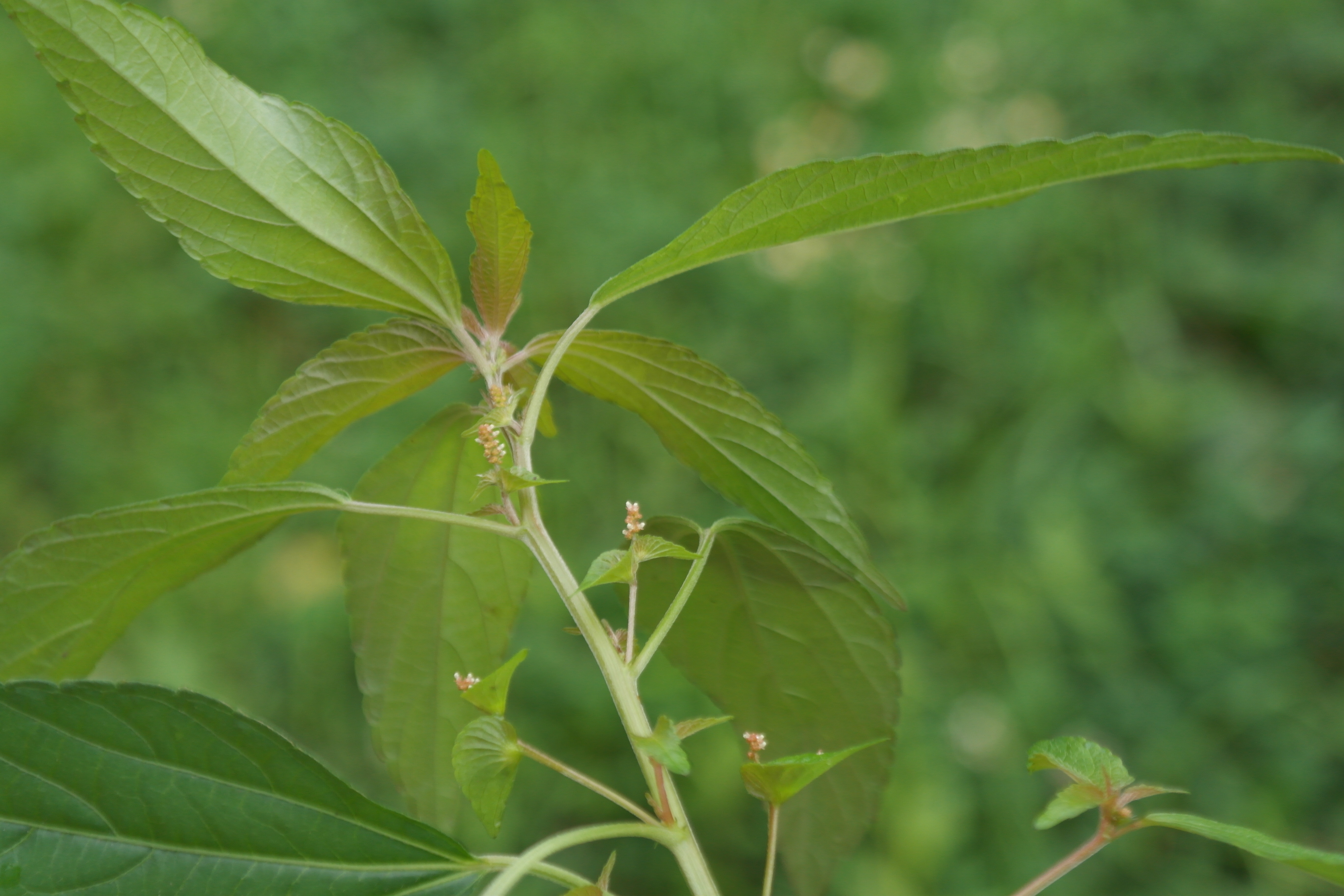 Plant Illustration Details