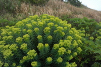 Plant Illustration Details