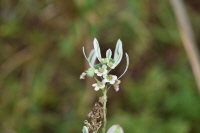 Plant Illustration Details