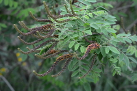 Plant Illustration Details