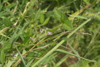 돌콩(Glycine max (L.) Merr. subsp. soja (Siebold & Zucc.) H.Ohashi)