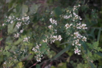 비수리(Lespedeza cuneata (Dum.Cours.) G.Don)