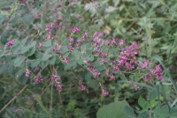 풀싸리(Lespedeza thunbergii (DC.) Nakai)