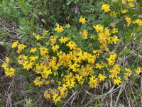 Plant Illustration Details