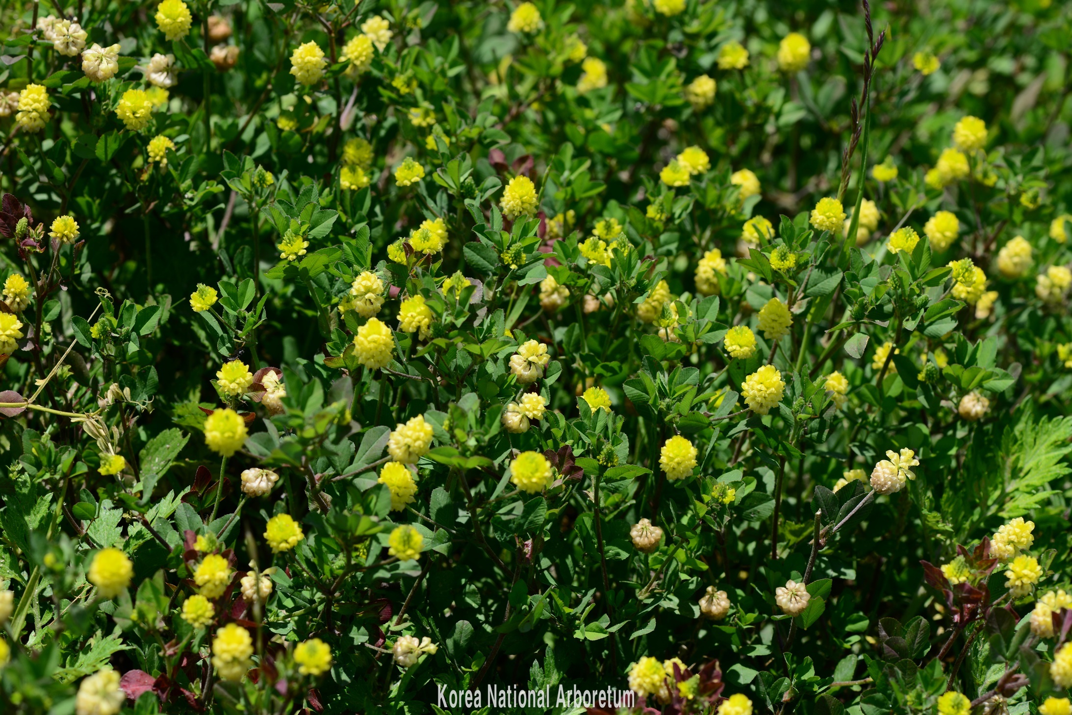 Plant Illustration Details