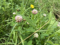 Plant Illustration Details