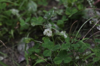 토끼풀(Trifolium repens L.)