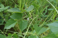 Plant Illustration Details