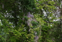 Wisteria floribunda (Willd.) DC.