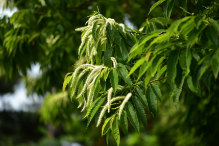 밤나무(Castanea crenata Siebold & Zucc.)