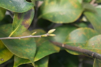 구실잣밤나무(Castanopsis sieboldii (Makino) Hatus. ex T.Yamaz. & Mashiba)