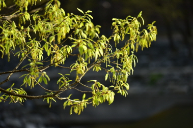 상수리나무(Quercus acutissima Carruth.)