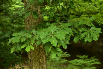 갈참나무(Quercus aliena Blume)