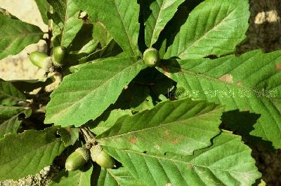 물참나무(Quercus mongolica Fisch. ex Ledeb. var. crispula (Blume) H.Ohashi)