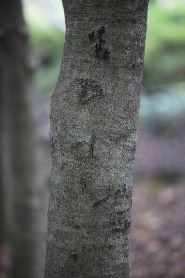 참가시나무(Quercus salicina Blume)