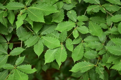 졸참나무(Quercus serrata Murray)