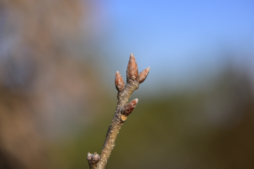 굴참나무(Quercus variabilis Blume)