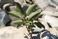 붉가시나무(Quercus acuta Thunb.)