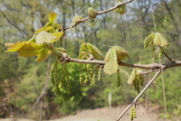 떡갈나무(Quercus dentata Thunb.)